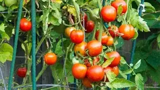 Tomato Cages, Trellis, Stakes Reviewed - Best supports for your tomato plants