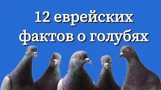 Удивительный мир голубей: 12 фактов о них, которые вы не знали