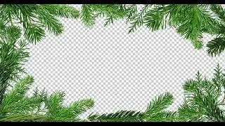 Green Branches Of Pine Tree Background || greenscreen background ||green tree branches