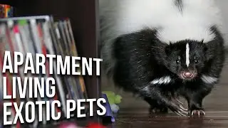 Low Maintenance EXOTIC Pets That Everyone Can Own! | 10 Small Exotic Pets for Apartment Living