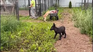 Настоящие волки бегают по парку‼️