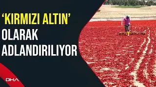 Gaziantep’te 8 bin tarım işçisi, biber temizleyerek geçimini sağlıyor