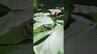 Сказочный сад