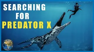 Searching for Predator X