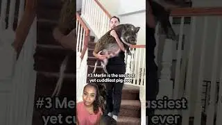 Pig Throws The Biggest Temper Tantrum | The Dodo