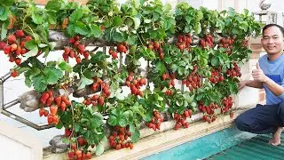 Turn Your Balcony Into A Strawberry Paradise! Grow Fresh Fruits!