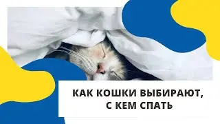 Как кошка выбирает, с кем спать