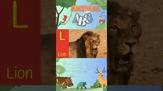 Learn the Alphabet with Animals  - ABC Phonics song Animals - ( K to O) #animalabc #abcphonics