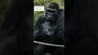 FUNNY Gorillas || Animals in City