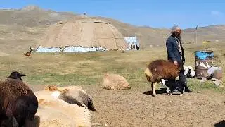 The experience of nomadic group life in a vast valley without basic facilities in mountains of Iran