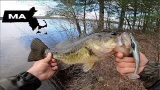 CRUSHING prespawn bass on BIG swimbaits in MASSACHUSETTS