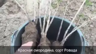 Как получить хороший урожай смородины? Смородина в теплице