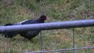 Flock of Pheasant