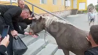 Лошадь пришла за морковкой к супермаркету в Южно-Сахалинске