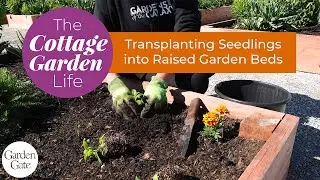 The Cottage Garden Life | Bochner Farms | 🌼 Transplanting Flower Seedlings into Raised Garden Beds