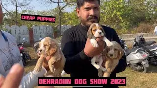 Amazing Dog Show Dehradun 2023 | Top quality dog breeds- TM,husky  | cheapest puppies for sale