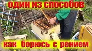 Роение пчел. Противороевые методы. Противороевые отводки