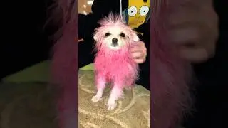 Покрасили собаку?!😱🐶🐽 
