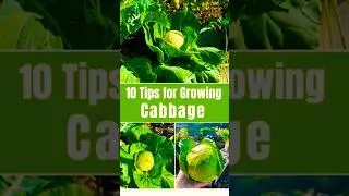 Cabbage Growing Tips: How to Grow Cabbage (Beginner Gardening Tips)