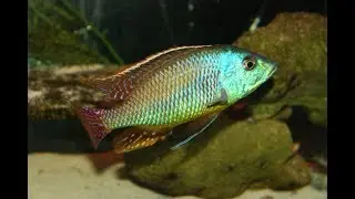 EmperMedius Cichlid Hybrid Cross