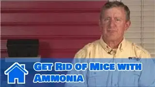 Getting Rid of Mice : How to Get Rid of Mice with Ammonia