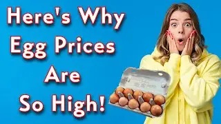 Why Eggs Prices Are So High