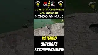 🐊🥇Il Re dei Rettili: l'imponenza del coccodrillo marino. Il rettile più grande del mondo #short 🐊🥇