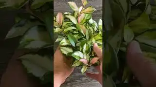 315 Days Ago I Planted These 2 Cuttings and This Happened. Watch entire video on Youtube.