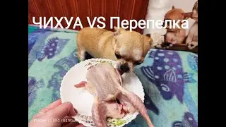 ЧИХУА VS Перепелка, справиться ли чихуашка с целой тушкой перепелки??