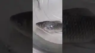 Frozen Fish Comes Back To Life !!! Amazing !!!