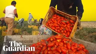 How the Italian mafia makes millions from tinned tomatoes