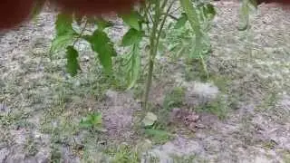 Making tomato cages from concrete wire (remesh) and then caging tomatoes.  5/19/2015