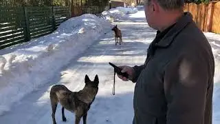 Тест электроошейника