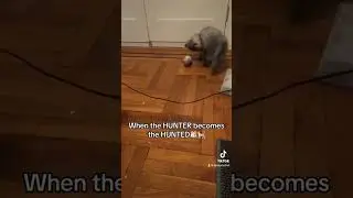 My hamster chasing my cat! So cute!🤭 #cat #kitten #persiancat #hamster