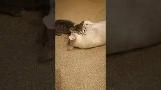 котик, отдам в добрые руки!
