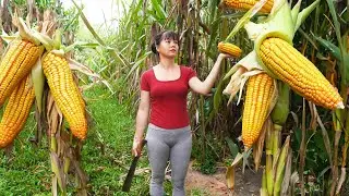 Harvesting Sweet Corn Goes to market sell - OFF GRID FARM | New Free Bushcraft