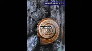 FIBONACCI, la serie matemática presente en la naturaleza.