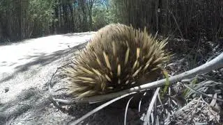 Wild Tasmanian Echidna Searching For Food