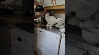 Cat Loves Being Vacuumed