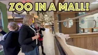 Animals in a Mall? Yes, in Maplewood, Minnesota!