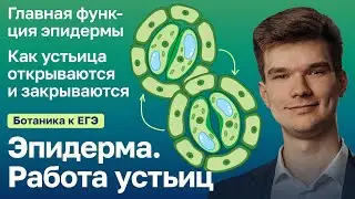 7.5. Эпидерма. Работа устьиц. | Ботаника к ЕГЭ | Георгий Мишуровский