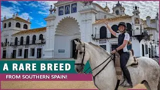 Riding the Marismeño Horse in El Rocío Spain