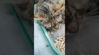 ЗНАКОМЬТЕСЬ КОШКА НЮРКА
