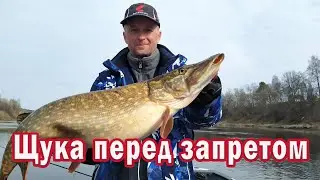 СУПЕР РЫБАЛКА Весной перед ЗАПРЕТОМ !!! Клюет ВСЯ РЫБА! Судак! Щука! СОМ! Всё в одном Месте!!!