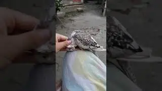 Giving a massage to my cute baby cockatiel