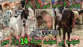 Lalukhet Bakra Mandi Me Soday He Soday Sirf 14 Hazar main | goat farming Kamori Barbari goat sheep