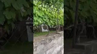 Что за формирование лозы?