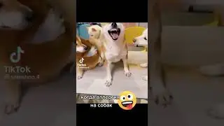 Самая чудная собака