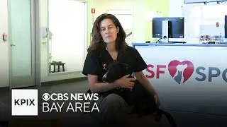 Free adoption for pets 5 months and over at SF SPCA