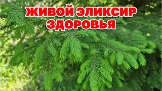 СХОДИ В ЛЕС НАБЕРИ ПОБЕГИ ЕЛИ СОСНЫ ПИХТЫ СДЕЛАЙ ЭЛИКСИР ДЛЯ ЗДОРОВЬЯ И ДОЛГОЛЕТИЯ